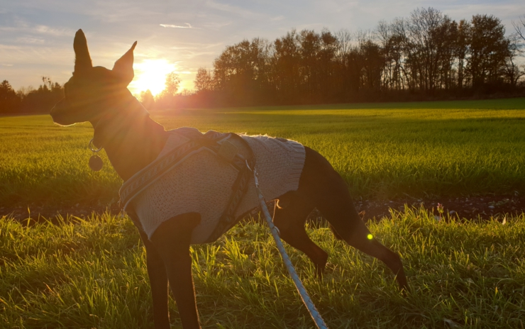 Oster-Nasen-Spezial: Gruppenstunde für Hunde mit Spaß, Spiel & Teamwork am 18.04.2025