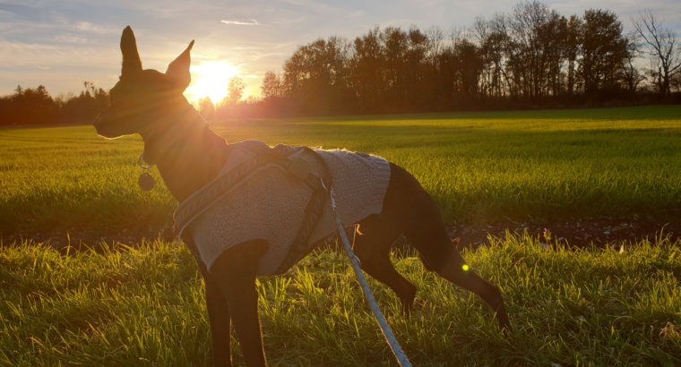Oster-Nasen-Spezial: Gruppenstunde für Hunde mit Spaß, Spiel & Teamwork am 18.04.2025