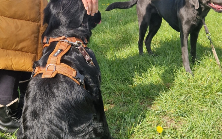 Danis Social Walk am 07.06.2025 – Entspannt unterwegs, gemeinsam wachsen