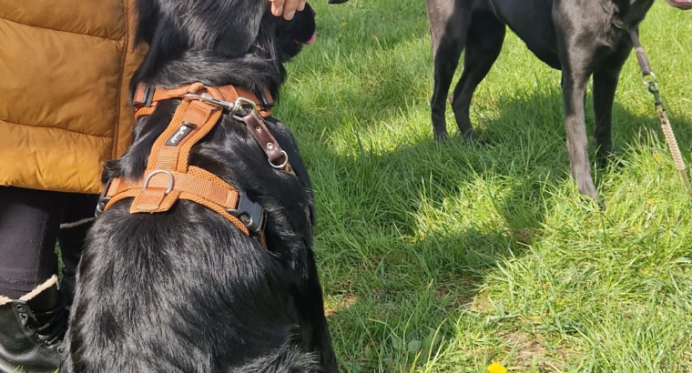 Danis Social Walk am 07.06.2025 – Entspannt unterwegs, gemeinsam wachsen